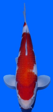 Kuchi Beni Kohaku Genjiro 35cm Nisai Female HQ 