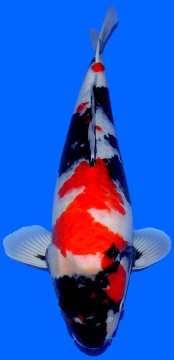 Showa Dainichi 60cm 2J Female HQ 