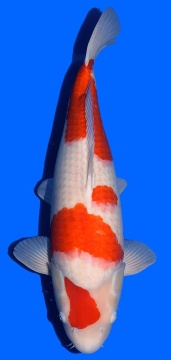 Kohaku Sakai FF 60cm Nisai Female VHQ 