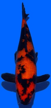 Hi Utsuri Genjiro 27cm Nisai Female HQ 