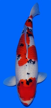 Sanke Dainichi 63cm Nisai Female VHQ 