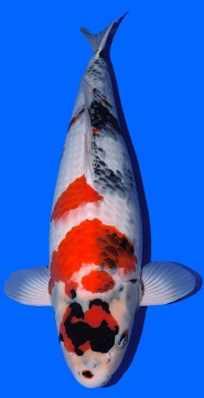 Showa Dainichi Toyota 68cm Sansai Female VHQ 
