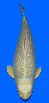 Ginrin Mukashi Ogon Oyama 72cm Yonsai Female VHQ 