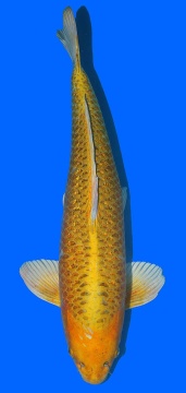 Ginrin Kawari Momotaro 60cm Nisai Male HQ 