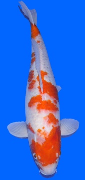 Sabi Koyo Ippinya 63cm Sansai Female VHQ 