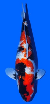 Ginrin Showa Shinoda 56cm Sansai Female VHQ 