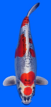 Maruten Benikikokuryu Ozumi Ikarashi 54cm Sansai Female VHQ 
