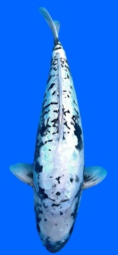 Ginrin kumonryu Higashi 67cm Nisai Female VHQ 