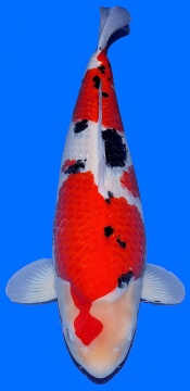 Sanke Dainichi 66cm Sansai Female VHQ 