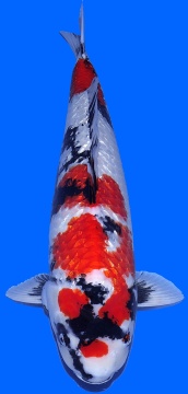 Ginrin Showa Teradomari 70cm Female 