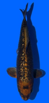 Ginrin Bigscale Toshinobu Igarashi 40cm 16 Monate VHQ 