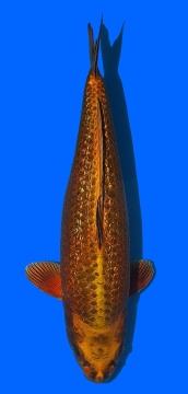 Ginrin Mukashi Ogon 48cm Nisai Female VHQ 