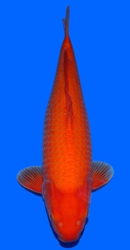 Super Mango Sakai FF 50cm Nisai Female 