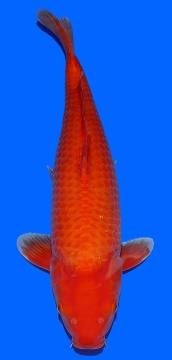 Super Mango Sakai FF 55cm Nisai Female 