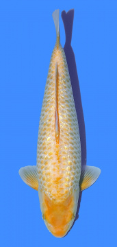 Taniguchi Golden Corn 42cm Nisai Female 