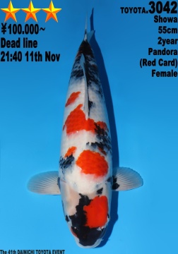 Showa Dainichi Toyota 55cm Nisai Female  VHQ 