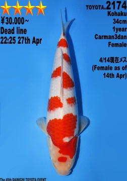 Kohaku Dainichi Toyota 34cm Tosai Female VHQ 