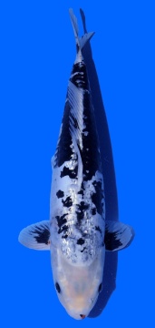 Ginrin Bigscale Toshinoba Igarashi 45cm 16 Monate Female VHQ 