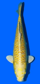Aoki Big Scale 40cm Nisai Female VHQ 