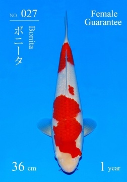 Kohaku Sakai FF 36cm Tosai Female VHQ 