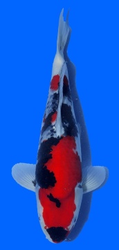 Showa Izumiya 38cm 16 Monate VHQ 