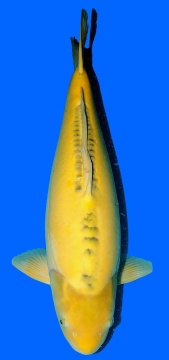 Marusaka Ki Shusui 65cm Yonsai Female VHQ 