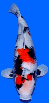 Showa Dainichi  70cm 2 J Female VHQ 