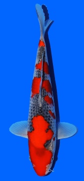 Goshiki Kawakami 29cm Tosai Female VHQ incl Pond 