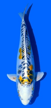Bigscale Aoki 37cm Nisai Female SHQ 