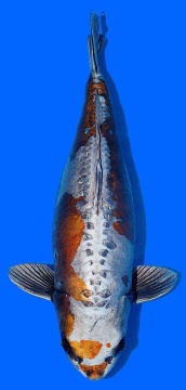 Special Kawari Maruhiro 61cm Yonsai Female SHQ 