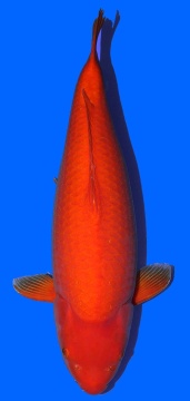 Benigoi Maruhiro 71cm 6J Female VHQ 
