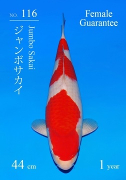Kohaku Sakai FF 44cm Tosai Female Sakai Cup 