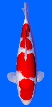 Kohaku Nogami 37cm Tosai Female incl Pond 