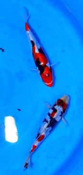 Tategoi Doitsu Showa Shinoda Tosai ca 20cm VHQ 