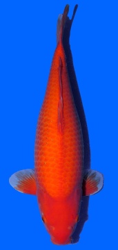 Super Mango Sakai 60cm Sansai Female VHQ 