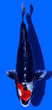 Benikikokuryu Aoki 35cm Nisai Female VHQ 