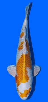 Kogane Ochiba Toshinobu Igarashi 40cm 16 Monate VHQ 