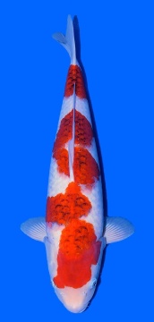 Ai Goromo Hosokai 55cm Sansai Female VHQ 