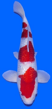 4 Step Ginrin Kohaku Teradomari 52cm Male 