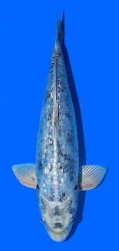 Ginrin Bigscale Toshinobu Igarashi 35cm VHQ 