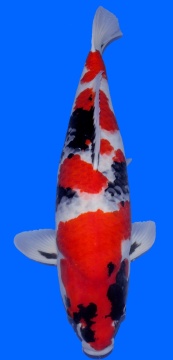 Showa Dainichi 67cm Yonsai Female VHQ 