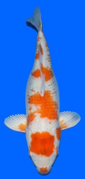 Hariwake Momotaro 55cm Nisai Female HQ 