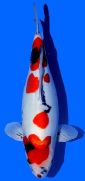 Doitsu Showa Hiroi 50cm Nisai Female HQ 