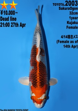 Kujaku Dainichi Toyota 32cm Tosai Female HQ 