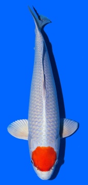 Tancho Sakura Ogon Saito 43cm 16 Monate VHQ 