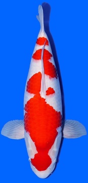 Kohaku Nogami 54cm Nisai Female SHQ 