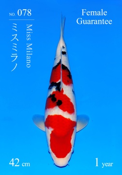 Sanke Sakai FF 42cm Tosai Female incl Mudpond 
