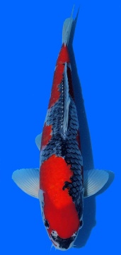 Goshiki Aoki 45cm Nisai VHQ 