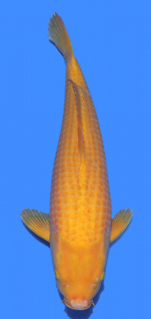 Yellow Corn Taniguchi 56cm Nisai Female VHQ - Breeders Choice 