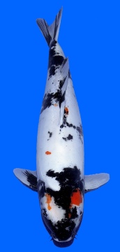 Doitsu Showa Maruhide 47cm Yonsai Female HQ - VERKAUFT! 